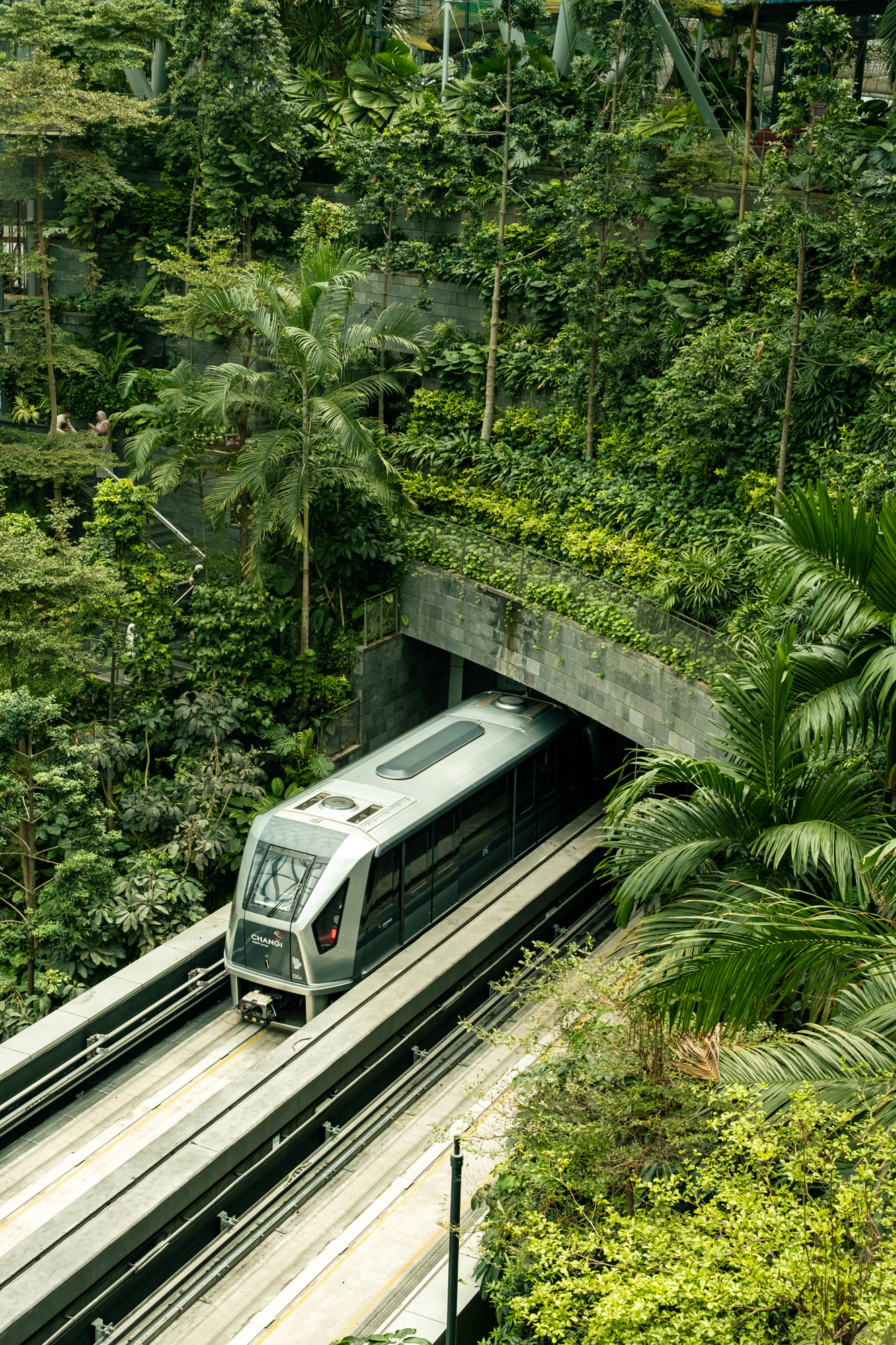 A sleek train gliding through tropical greenery, Singapore, by Scott Yip
